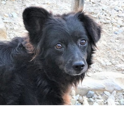 Blacky head