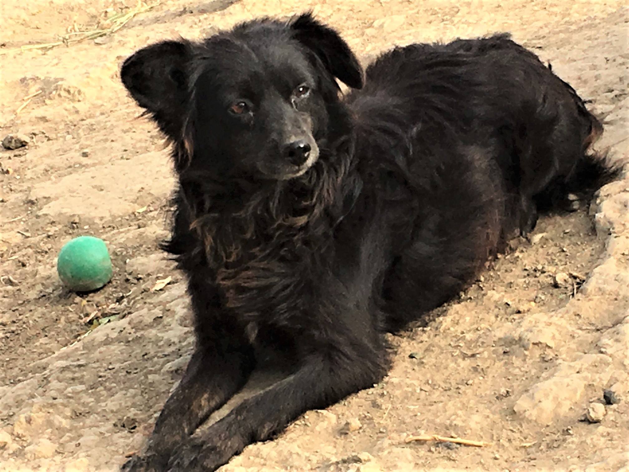 Blacky ja pallo