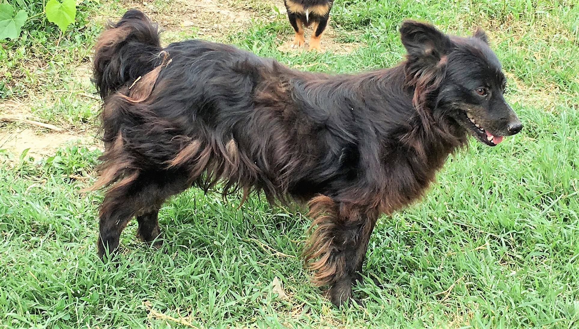 Blacky ruohotausta