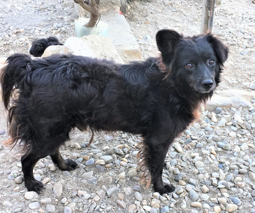 Blacky seisoo muokattu