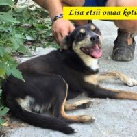 Ihmisrakas nuori koditon tyttökoira istui Romanian Giurgiun pikkukaupungissa vilkkaassa kadunkulmassa pyytäen ruokaa ja huomiota kauniilla katsellaan vedoten. Romaniassa vaan tämä niin tavallinen näky että kukaan ei enempää yleensä auta kuin että joku saattaa leipäpalan armosta heittää mutta usein tilanne on päinvastainen eli koiria häädetään laukuilla huitomalla, kivillä heittämällä, potkimalla...Ihme kyllä, kovin pahoja asioita tämä koiratyttö käytöksestään päätellen ei vaikuttanut olevan katuelämässä kohdanneen, kun hyvin avoimesti suhtautui vieraisiin ihmisiin. Tämän tytön onni oli kohdata eläinsuojelijat kun kokosimme koiria sterilisaatiopäivään. Tyttö nostettiin vaan mukaan ja onnellisena painautui syliin. Koska kaikkia koiria ei voida tarhalle koota niin karu todellisuus on että koko ajan joudutaan tekemään suurta valintaa siitä että arvioidaanko koirala olevan suuri mahdollisuus tullla adoptoiduksi. Tätä pientä keskikokoista tyttöä häkissä katsellessamme sen heiluttaessa ennakkoluulottomana häntää teimme päätöksen että otetaan tyttö tarhalle ja annetaan mahdollisuus Kotiin pääsemiseen!
Nimekseen annoimme Lisa.
Lisa on nyt eläinsuojelija Magda Radun MAP-koirasuojalla. Käytökseltään on hyvin ihmisrakas niinkuin videoista ja kuvistakin näkyy. Hyvin näppärän oloinen nuori tyttö, ikää alle 2 v. Kodiksi sopii aktiivinen ja tekeväinen perhe jossa myös osataan rauhoittua ja opettaa näin kadulla eläneelle Lisalle rauhallistakin kotielämää. Kontaktin saaminen tyttöön on erittäin helppoa, pikemminkin seuraa todennäköisimmin emännän tai isännän jalanjäljissä. Kaduilla eläneet koirat puhuvat yleisesti ottaen hyvin koiraa joten kodissa voisi olla myös leikkisää koiraseuraa joiden kanssa Lisalla olisi myös koiramaista puuhaa ihmisten seuran lisäksi.
Korkeutta Lisalla on noin 40 cm ja painoa sellainen 10 kg huitteilla, on kovin hoikkaisessa kunnossa kun ruoka kaduilla on ollut vain jätteitä.
Kiinnostuitko Lisasta? Ota yhteyttä messengerillä Onnentassut ry. tai Seija Partanen tai laita sähköpostia onnentassutry@gmail.com
Lisa tuodaan Suomen Eviran tuontisäädöksiä noudatten traces-rekisteröitynä
Onnentassut ry: Yhdistyksen rekisterinumero: 221.533
Eläinten adoptoinnissa Suomeen käytämme Eviran TRACES - järjestelmää.
Traces rekisterinumero: 2308/0521/2018 Rekisteröinti voimassa 24.4.2021 asti. Adoptiokoirat tulevat Suomeen rokotettuina, loishäädettyinä, tautitestattuina, steriloituna, sirutettuna ja heillä on lemmikkieläinpassi. Suomessa yhdistys rekisteröi sirun Turvasiru.fi rekisteriin
Toivotaan Lisalle kodin löytymisen onnea!
*** Koiran käytöksen kuvaus on tehty tarhaolosuhteissa ja koira käyttäytyy aina muuttuvien tilanteiden mukaan. Rakastava adoptiokoti ja ajan antaminen tulokkaalle auttavat kotiutumisessa ja adoptiota hoitava yhdistys auttaa aina jos ja kun neuvoja tarvitaan ***