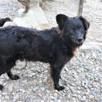 Blacky