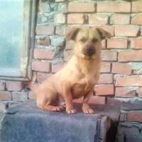 Charlie etsii Omaa Kotia! 3-vuotias Charlie odottaa Tecucissa Romaniassa sitä kodittoman koiran lottovoittoa eli Omaan Kotiin pääsemistä. Charliella itsellään kylläkään ei suomalaisen kotielämän turvasta ja lämmöstä ole mitään ajatustakaan vaan istuu lautapaloista kyhätyn koppinsa katolla päivästä toiseen...toivoisimme niin Charlielle löytyvän rakastavan kodin jossa saisi nukkua lämpimässä pedissä ja olisi myös muutakin virikettä kuin romanialaisen karun pihan katselun päivästä ja kuukaudesta toiseen. Pyysimme kotihoitopaikkaa opettamaan jo Charlielle perusasioita jos vaan tällainen olisi mahdollista ja videossa näkyykin kuinka Charlie kulkee remmissä todennäköisimmin ensimmäistä kertaa elämässään. Rescuekoiran adoptoijan on valmistauduttava rakkaudella ja kärsivällisyydellä opettamaan ja ohjaamaan kotikoirailuun tulokasta. Luottamus ja yhteistyö vaativat adoptoijan panostusta mutta edistysaskeleet palkitsevat ja moni rescuekoira onkin kuin hiomaton timantti. Pienestä Charliesta voisi sanoa että se on symppis poju ❤️ Kysyttiin kotihoitopaikasta Tecucista että miten tulee toisten koirien kanssa juttuun, nuori uros kun on. Testailivat Charlien reaktiota innokkaan nuoren uroksen kanssa ja näyttää Charlie väistävän isompaa. Rauhallisen narttukoiran kanssa Charlien videossa Charlie onkin rentoutuneempi ja iloisena hakee ihmiseltä huomiota. Charlie on pienikokoinen, painoa on alle 10 kg ja matal rakenteeltaan. Albumin kommenteista löydät videoita Charliesta. Jos kuvat ja videot herättävät mielenkiintoasi niin laita toki viestiä ja jutellaan lisää. Täytä Onnentassut ry:n nettisivulta adoptiohakemus kun olet ensin tutustunut adoption ehtoihin. Hakemus ei sido sinua mihinkään, se on Onnentassujen adoptiotiimille työkalu kartoittaa kotiehdokkaita. https://www.onnentassutry.fi/adoptio/adoptiohakemus/